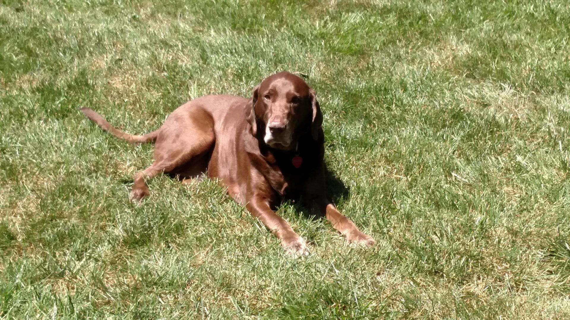 Lab Rescue - Yogi1.jpg